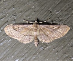 Eupithecia unicolor