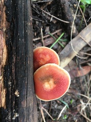 Gymnopilus purpuratus
