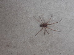 Arachnida