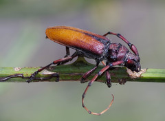 Deretrachys pellitus