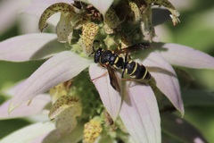 Parancistrocerus vagus