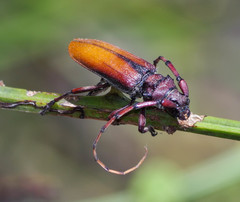 Deretrachys pellitus