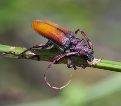 Deretrachys pellitus