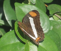 Adelpha basiloides