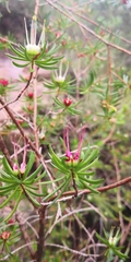 Darwinia procera