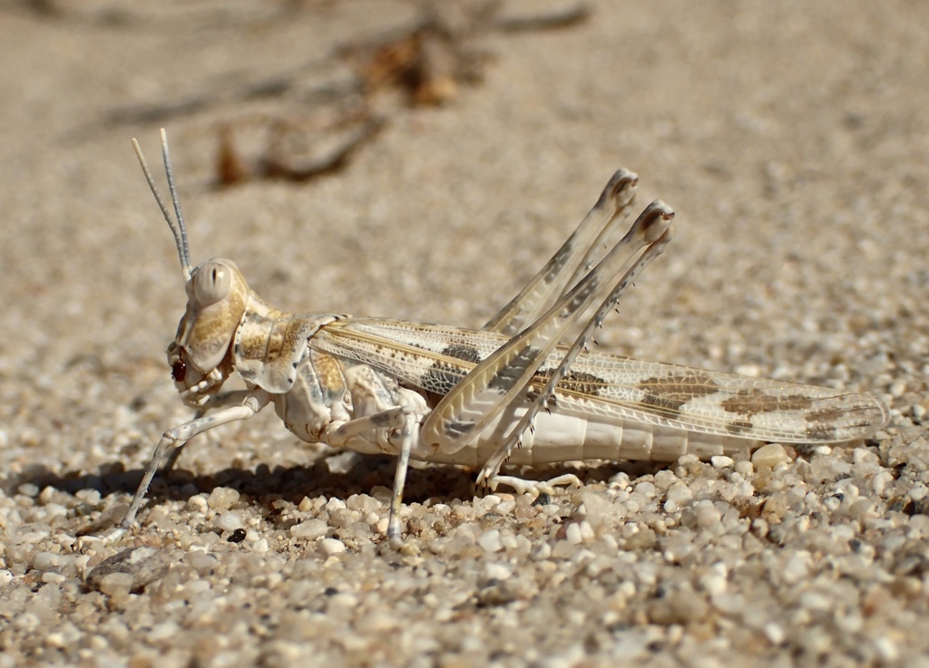 spanistic desert grasshoppers