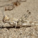 Spaniacris deserticola - Photo (c) Alex Bairstow, algunos derechos reservados (CC BY-NC), subido por Alex Bairstow