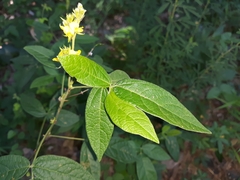 Rhynchosia tomentosa