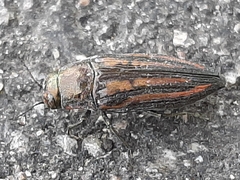 Buprestis lineata