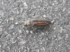 Buprestis lineata