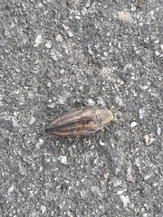Buprestis lineata