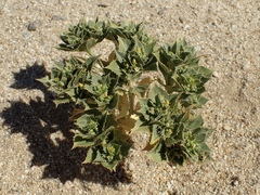 Stillingia spinulosa