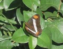 Adelpha basiloides
