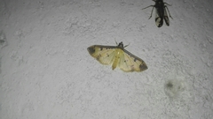 Eulepte gastralis