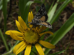 Syngrapha angulidens