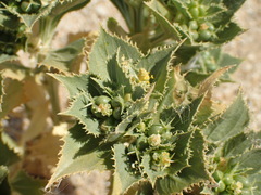 Stillingia spinulosa