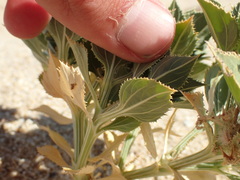 Stillingia spinulosa