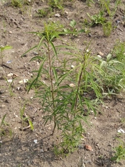 Artemisia selengensis