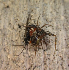 Oxyrrhexis carbonator