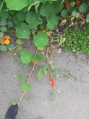 Tropaeolum majus