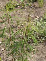 Artemisia selengensis