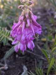 Hedysarum occidentale