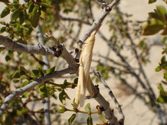 Paropomala pallida