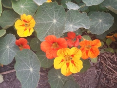 Tropaeolum majus
