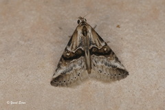 Zebeeba falsalis
