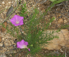 Ipomoea capillacea