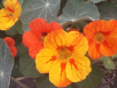 Tropaeolum majus