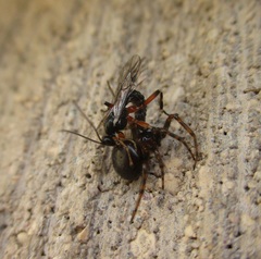 Oxyrrhexis carbonator