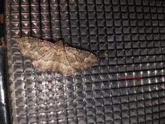 Disclisioprocta stellata