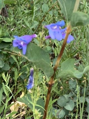 Penstemon cyananthus