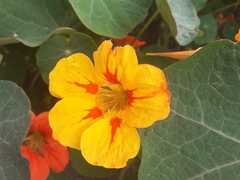 Tropaeolum majus
