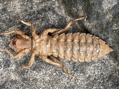 Ophiogomphus colubrinus