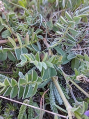 Hedysarum occidentale