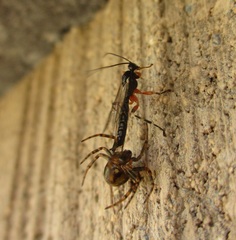 Oxyrrhexis carbonator