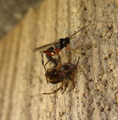 Oxyrrhexis carbonator