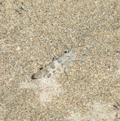 Trimerotropis occidentalis