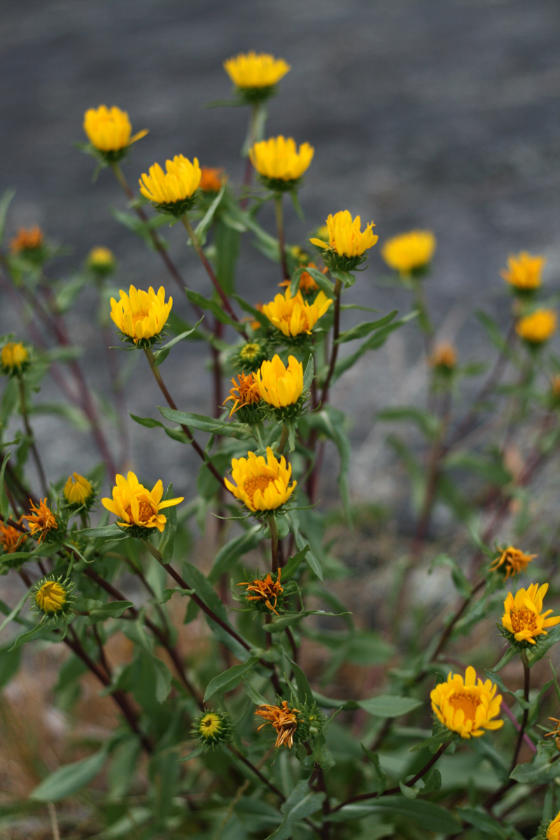 Grindelia integrifolia