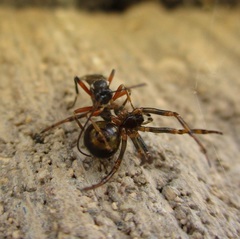 Oxyrrhexis carbonator