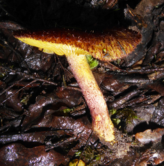 Tricholomopsis scabra image