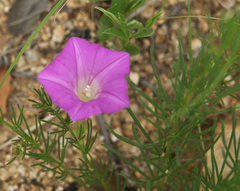 Ipomoea capillacea