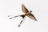 Scissor-tailed Flycatcher - Photo (c) Martin Hall, some rights reserved (CC BY-NC), uploaded by Martin Hall