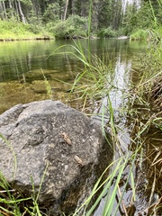 Ophiogomphus colubrinus