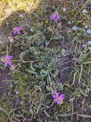 Hedysarum occidentale