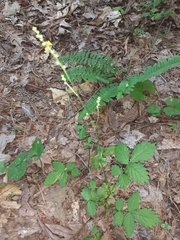 Agrimonia rostellata