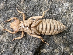 Ophiogomphus colubrinus