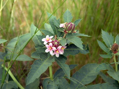 Jatropha macrorhiza